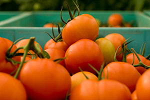 tomates 12