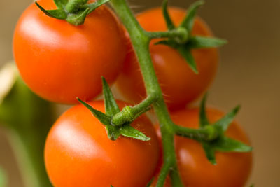 cultivos_tomates_01.jpg