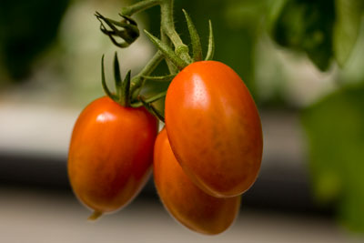 cultivos_tomates_02.jpg