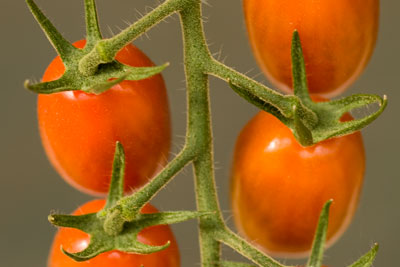 cultivos_tomates_06.jpg